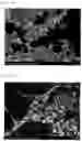 Fig. 07 - Porous ceramic structure and method of producing porous ceramic structure