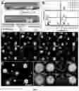 Fig. 02 - Tetrahexahedra nanoparticles