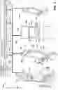 Fig. 02 - Individual metamorphic linked jackpots