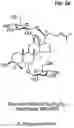 Fig. 09 - ANTIOXIDANT COMPOSITION COMPRISING NOVEL GINSENOSIDE