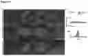 Fig. 11 - Macroscopically alignable, injectable, soft hydrogel composition