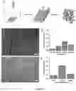 Fig. 12 - Macroscopically alignable, injectable, soft hydrogel composition