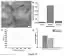 Fig. 13 - Macroscopically alignable, injectable, soft hydrogel composition
