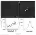 Fig. 16 - Macroscopically alignable, injectable, soft hydrogel composition
