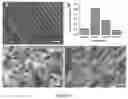 Fig. 18 - Macroscopically alignable, injectable, soft hydrogel composition