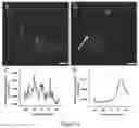 Fig. 19 - Macroscopically alignable, injectable, soft hydrogel composition