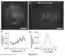 Fig. 20 - Macroscopically alignable, injectable, soft hydrogel composition