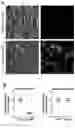 Fig. 02 - COMPOSITIONS AND METHODS FOR TREATING CD40-MEDIATED DISEASES