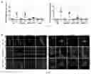 Fig. 07 - COMPOSITIONS AND METHODS FOR TREATING CD40-MEDIATED DISEASES