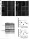 Fig. 08 - COMPOSITIONS AND METHODS FOR TREATING CD40-MEDIATED DISEASES