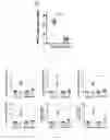 Fig. 09 - COMPOSITIONS AND METHODS FOR TREATING CD40-MEDIATED DISEASES