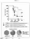 Fig. 02 - METHODS FOR TARGETING, INHIBITING, AND TREATING A TUMORAL MICROENVIRONMENT