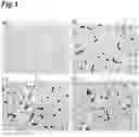 Fig. 02 - Fusion proteins containing a BDNF and an anti-human transferrin receptor antibody