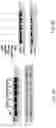 Fig. 03 - METHODS FOR EXON SKIPPING AND GENE KNOCKOUT USING BASE EDITORS