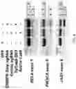 Fig. 07 - METHODS FOR EXON SKIPPING AND GENE KNOCKOUT USING BASE EDITORS