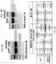 Fig. 08 - METHODS FOR EXON SKIPPING AND GENE KNOCKOUT USING BASE EDITORS