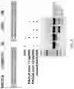 Fig. 10 - METHODS FOR EXON SKIPPING AND GENE KNOCKOUT USING BASE EDITORS