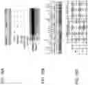 Fig. 19 - METHODS FOR EXON SKIPPING AND GENE KNOCKOUT USING BASE EDITORS