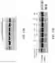 Fig. 20 - METHODS FOR EXON SKIPPING AND GENE KNOCKOUT USING BASE EDITORS