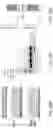 Fig. 29 - METHODS FOR EXON SKIPPING AND GENE KNOCKOUT USING BASE EDITORS