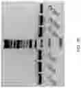 Fig. 43 - METHODS FOR EXON SKIPPING AND GENE KNOCKOUT USING BASE EDITORS