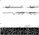 Fig. 01 - RNA-BASED THERAPEUTIC METHODS TO PROTECT ANIMALS AGAINST PATHOGENIC BACTERIA AND / OR PROMOTE BENEFICIAL EFFECTS OF SYMBIOTIC AND COMMENSAL BACTERIA