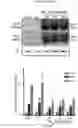 Fig. 03 - RNA-BASED THERAPEUTIC METHODS TO PROTECT ANIMALS AGAINST PATHOGENIC BACTERIA AND / OR PROMOTE BENEFICIAL EFFECTS OF SYMBIOTIC AND COMMENSAL BACTERIA