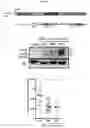 Fig. 04 - RNA-BASED THERAPEUTIC METHODS TO PROTECT ANIMALS AGAINST PATHOGENIC BACTERIA AND / OR PROMOTE BENEFICIAL EFFECTS OF SYMBIOTIC AND COMMENSAL BACTERIA