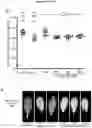 Fig. 10 - RNA-BASED THERAPEUTIC METHODS TO PROTECT ANIMALS AGAINST PATHOGENIC BACTERIA AND / OR PROMOTE BENEFICIAL EFFECTS OF SYMBIOTIC AND COMMENSAL BACTERIA