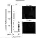 Fig. 16 - RNA-BASED THERAPEUTIC METHODS TO PROTECT ANIMALS AGAINST PATHOGENIC BACTERIA AND / OR PROMOTE BENEFICIAL EFFECTS OF SYMBIOTIC AND COMMENSAL BACTERIA