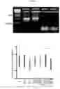 Fig. 27 - RNA-BASED THERAPEUTIC METHODS TO PROTECT ANIMALS AGAINST PATHOGENIC BACTERIA AND / OR PROMOTE BENEFICIAL EFFECTS OF SYMBIOTIC AND COMMENSAL BACTERIA