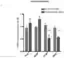 Fig. 28 - RNA-BASED THERAPEUTIC METHODS TO PROTECT ANIMALS AGAINST PATHOGENIC BACTERIA AND / OR PROMOTE BENEFICIAL EFFECTS OF SYMBIOTIC AND COMMENSAL BACTERIA