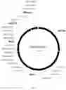 Fig. 02 - Gene therapy DNA vector GDTT1.8NAS12 and the method for obtaining thereof