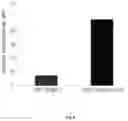 Fig. 07 - Gene therapy DNA vector GDTT1.8NAS12 and the method for obtaining thereof