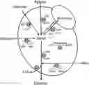 Fig. 01 - Acetate consuming yeast cell
