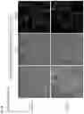 Fig. 22 - CONSTRUCTION OF PLANT RECOMBINANT GENE EXPRESSION CONTROL PLATFORM