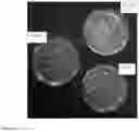 Fig. 02 - COMPOSITIONS AND METHODS COMPRISING ENDOPHYTIC BACTERIUM FOR APPLICATION TO TARGET PLANTS TO INCREASE PLANT GROWTH, AND INCREASE RESISTANCE TO ABIOTIC AND BIOTIC STRESSORS