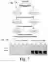 Fig. 07 - Method for preparing fish skin mucous gland bioreactor and application thereof