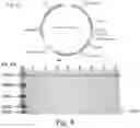 Fig. 08 - Method for preparing fish skin mucous gland bioreactor and application thereof