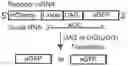 Fig. 01 - METHODS AND COMPOSITIONS FOR EDITING RNAS