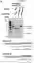 Fig. 22 - METHODS AND COMPOSITIONS FOR RNA-DIRECTED TARGET DNA MODIFICATION AND FOR RNA-DIRECTED MODULATION OF TRANSCRIPTION