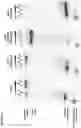 Fig. 37 - METHODS AND COMPOSITIONS FOR RNA-DIRECTED TARGET DNA MODIFICATION AND FOR RNA-DIRECTED MODULATION OF TRANSCRIPTION