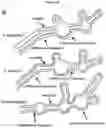 Fig. 43 - METHODS AND COMPOSITIONS FOR RNA-DIRECTED TARGET DNA MODIFICATION AND FOR RNA-DIRECTED MODULATION OF TRANSCRIPTION