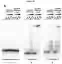 Fig. 45 - METHODS AND COMPOSITIONS FOR RNA-DIRECTED TARGET DNA MODIFICATION AND FOR RNA-DIRECTED MODULATION OF TRANSCRIPTION