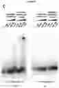 Fig. 46 - METHODS AND COMPOSITIONS FOR RNA-DIRECTED TARGET DNA MODIFICATION AND FOR RNA-DIRECTED MODULATION OF TRANSCRIPTION