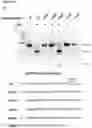 Fig. 48 - METHODS AND COMPOSITIONS FOR RNA-DIRECTED TARGET DNA MODIFICATION AND FOR RNA-DIRECTED MODULATION OF TRANSCRIPTION