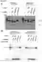 Fig. 49 - METHODS AND COMPOSITIONS FOR RNA-DIRECTED TARGET DNA MODIFICATION AND FOR RNA-DIRECTED MODULATION OF TRANSCRIPTION