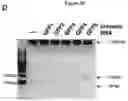 Fig. 53 - METHODS AND COMPOSITIONS FOR RNA-DIRECTED TARGET DNA MODIFICATION AND FOR RNA-DIRECTED MODULATION OF TRANSCRIPTION