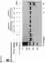 Fig. 59 - METHODS AND COMPOSITIONS FOR RNA-DIRECTED TARGET DNA MODIFICATION AND FOR RNA-DIRECTED MODULATION OF TRANSCRIPTION