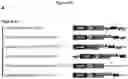Fig. 63 - METHODS AND COMPOSITIONS FOR RNA-DIRECTED TARGET DNA MODIFICATION AND FOR RNA-DIRECTED MODULATION OF TRANSCRIPTION